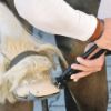 Afbeeldingen van KNIPEX Nijptang 5500300 hoeftang tbv hoefsmid